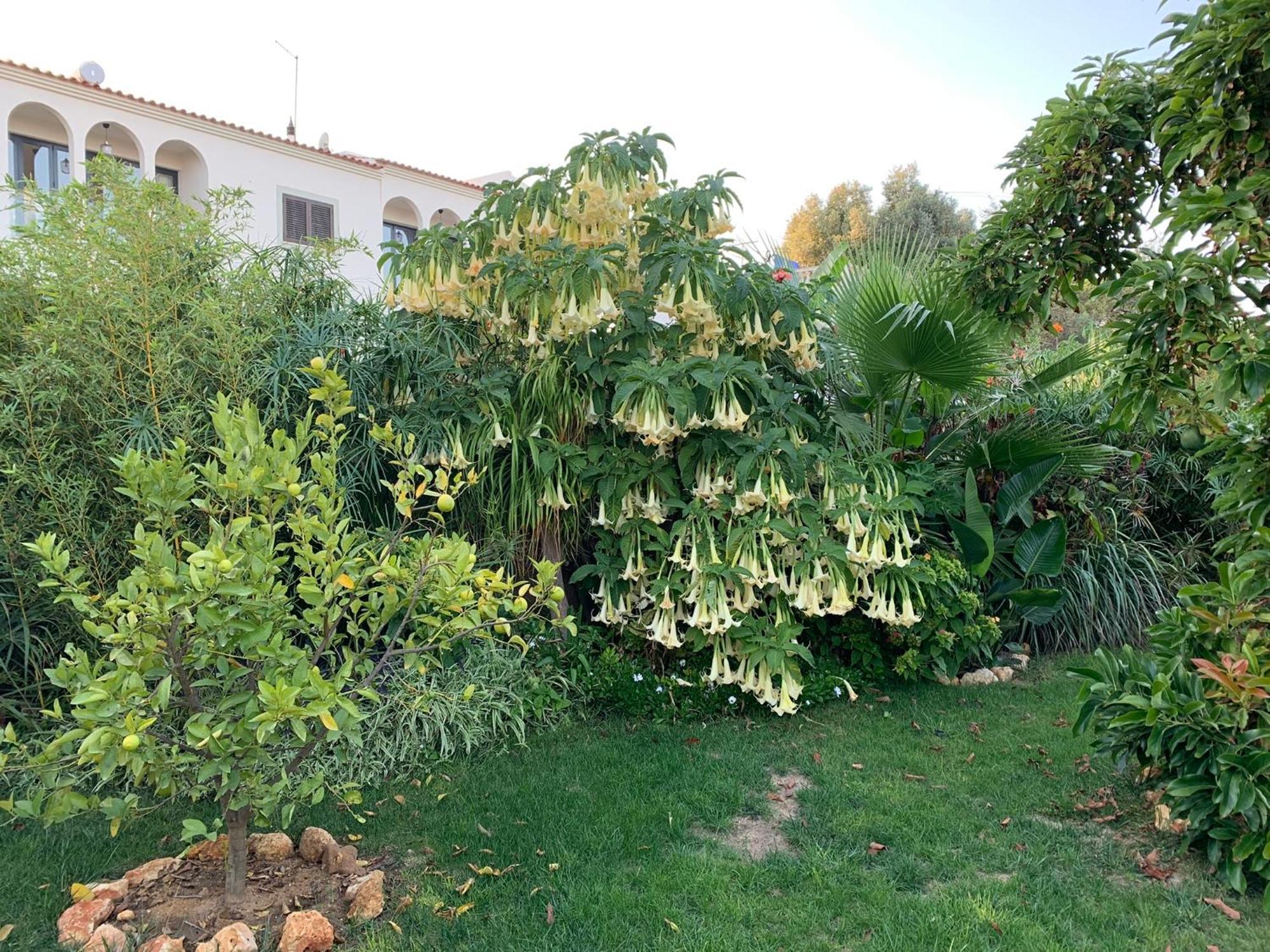 A Tranquil Garden Apartment, Carvoeiro - Benagil エクステリア 写真